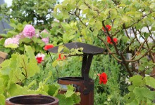 Un mitron chapeauté et fleuri. A chimney top decked in hat and flowers.